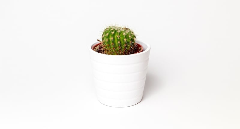 Indoor Gardening